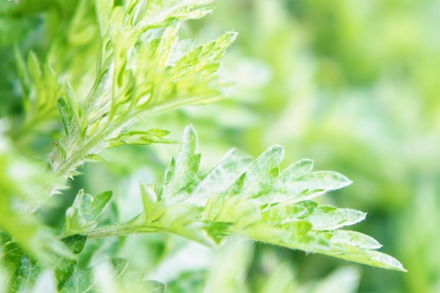 エステティックサロンボンテのよもぎ蒸しのよもぎは無農薬で安全な伊吹よもぎを使用しています よもぎには5つの美容効果があるって知ってた?